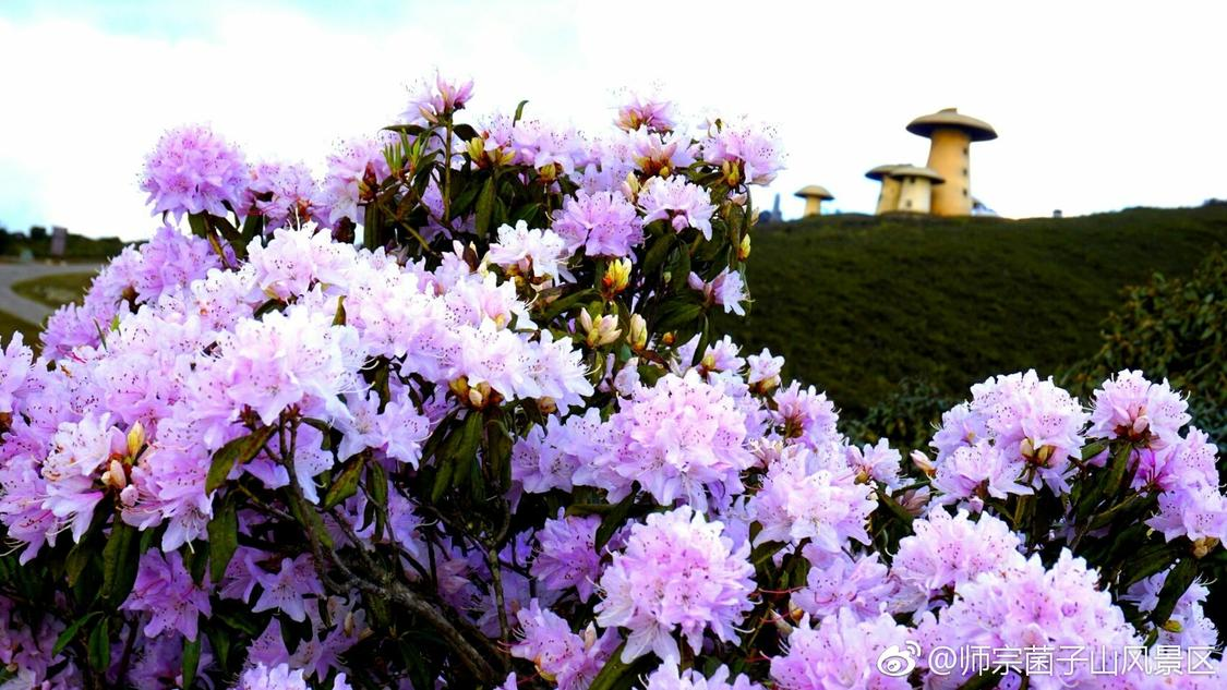 ks人气自助下单平台